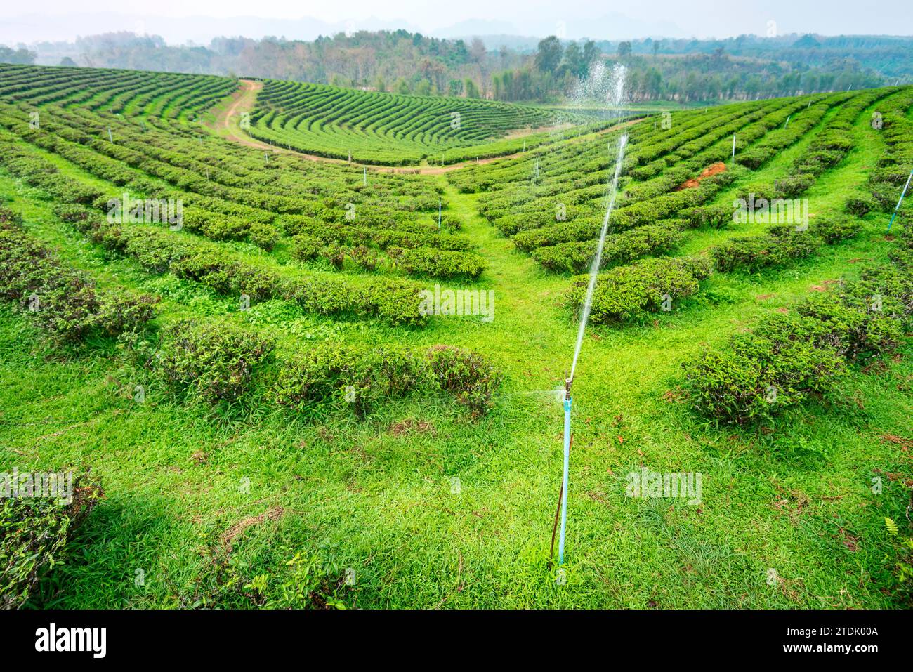 Centinaia di file di lussureggianti piante thailandesi di tè, regolarmente cosparse di acqua per mantenersi in buona salute, in una delle grandi aree di coltivazione del tè della Thailandia. Una lan nebbiosa e fumosa Foto Stock