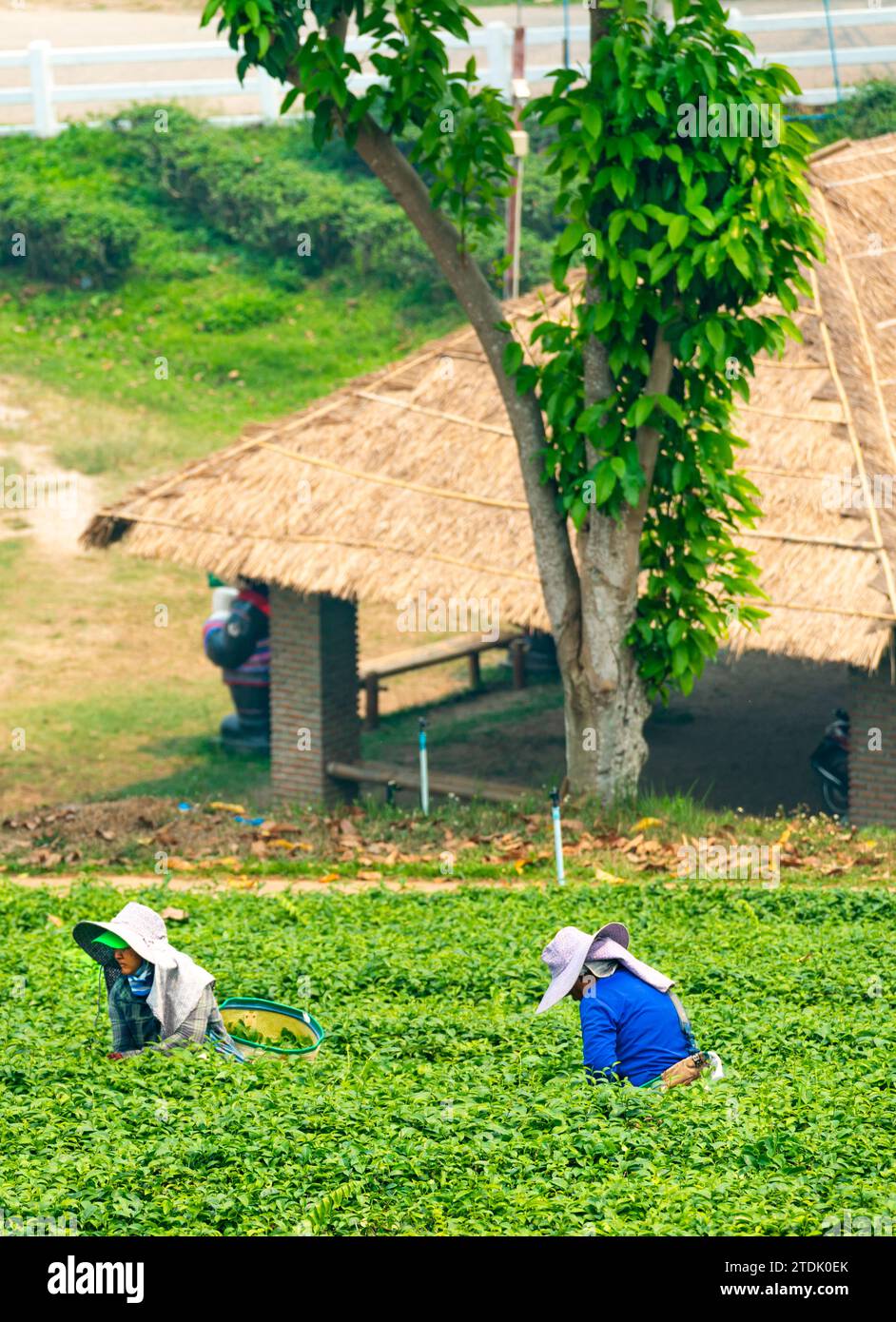 Distretto di Mae Chan, Chiang Rai, Thailandia - marzo 30 2023: I raccoglitori di tè raccolgono le foglie, durante il "periodo delle fiamme" di produzione fumosa in campagna, sulla strada Foto Stock