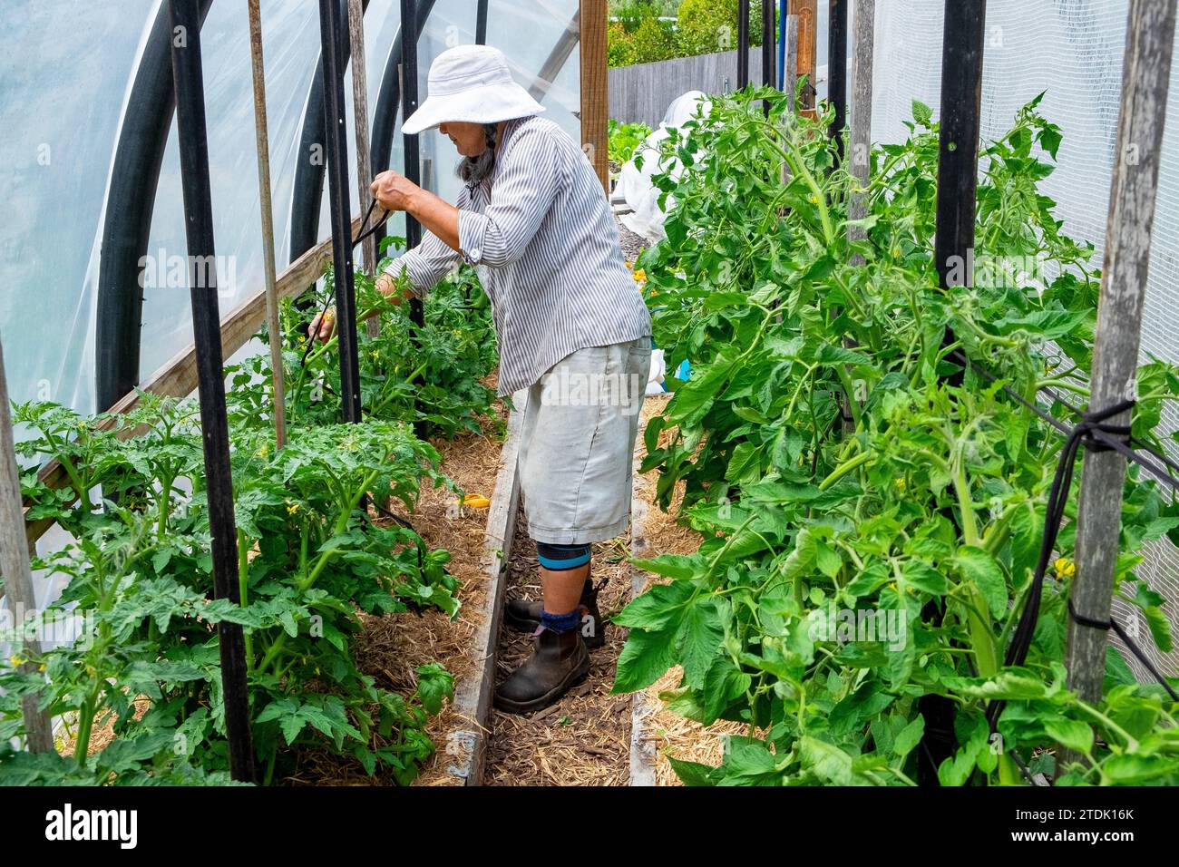 Giardiniere biologico che lega piante di pomodoro sane e vigorose a picchetti con morbide cravatte di tessuto in un tunnel a cerchio Foto Stock