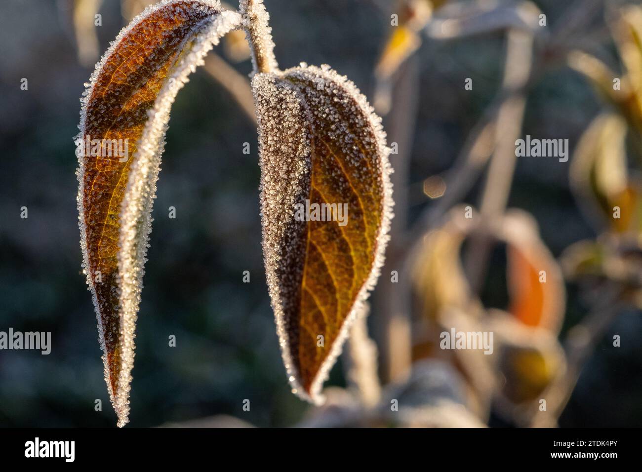 Foglie durante la prima brina Foto Stock