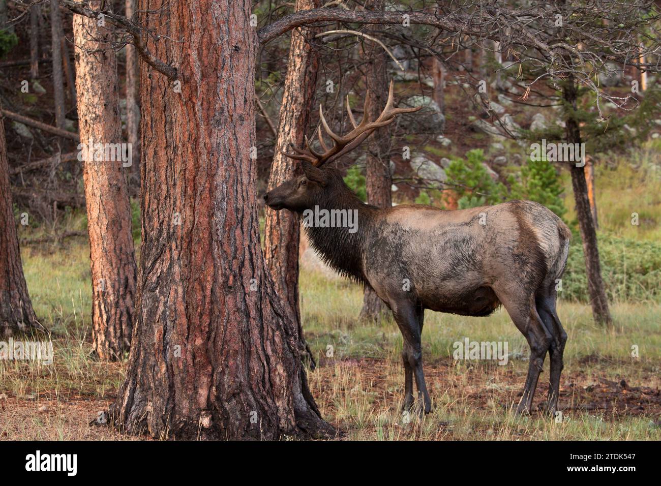 Avvisa l'alce del toro poco dopo aver sgusciato nel fango, osservando un toro più grande e mucche tra gli alberi. Foto Stock