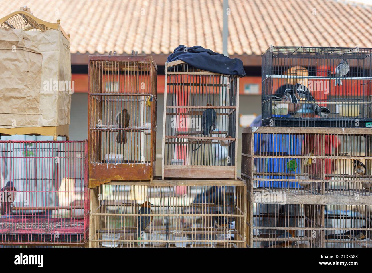 Vari uccelli rari venduti sul tradizionale mercato animale di Pasar Pon a Semarang, Indonesia. Foto Stock