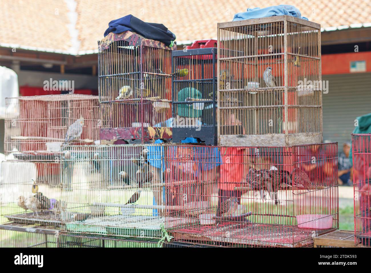 Vari uccelli rari venduti sul tradizionale mercato animale di Pasar Pon a Semarang, Indonesia. Foto Stock