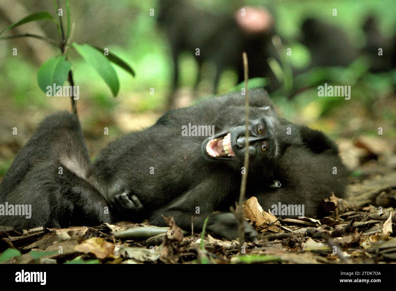 I giovani di macaco crestato (Macaca nigra) stanno avendo attività sociali facendo contatti fisici sul terreno nella foresta di Tangkoko, Sulawesi settentrionale, Indonesia. Un articolo di ricerca del maggio 2023 scritto da un team di primatologi ha condotto Nia Parry-Howells, pubblicato dall'International Journal of Primatology, ha rivelato che i macachi crestati con un'elevata condizione di "socialità" e "dominanza" sono molto probabilmente gli individui che sono in stato di "benessere". La ricerca, sebbene sia stata condotta nello zoo, ha confermato l'esistenza di uno stesso schema che si verifica agli individui che vivono in natura, dove... Foto Stock