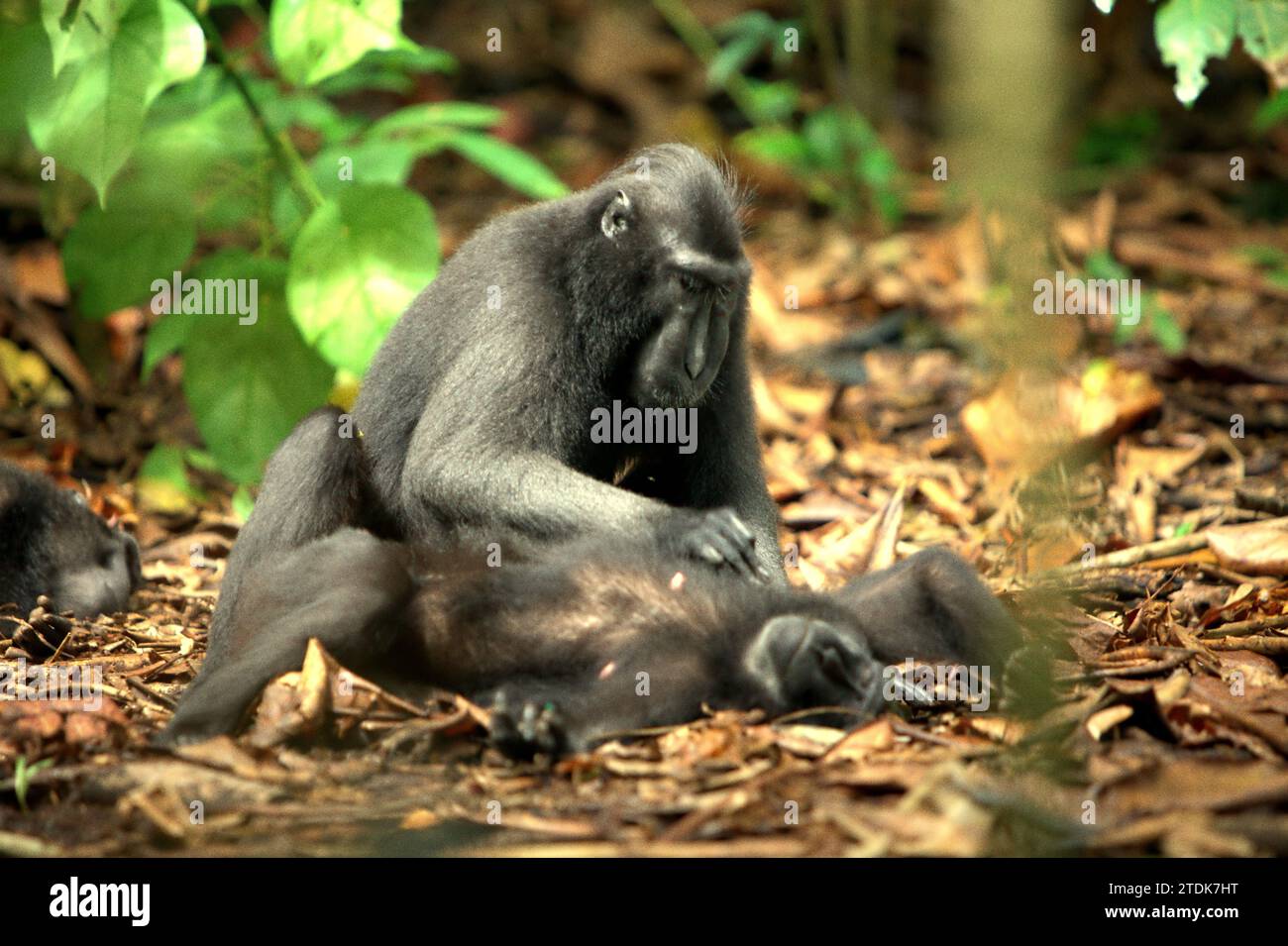 Un macaco crestato (Macaca nigra) spara un altro individuo, seduto e sdraiato per terra mentre svolge attività sociali nella foresta di Tangkoko, Sulawesi settentrionale, Indonesia. Un articolo di ricerca del maggio 2023 scritto da un team di primatologi ha condotto Nia Parry-Howells, pubblicato dall'International Journal of Primatology, ha rivelato che i macachi crestati con un'elevata condizione di "socialità" e "dominanza" sono molto probabilmente gli individui che sono in stato di "benessere". La ricerca, sebbene sia stata condotta nello zoo, ha confermato l'esistenza di uno stesso schema che si verifica agli individui che vivono nel... Foto Stock