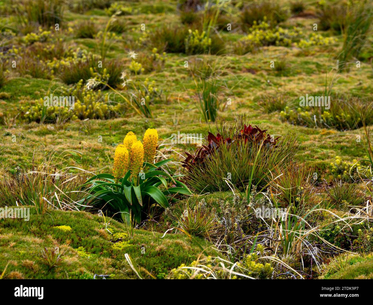 Ross Lilly, Bulbinella rossii, una megaherb che cresce sull'isola di Enderby, sulle isole Auckland, subantartica nuova Zelanda Foto Stock