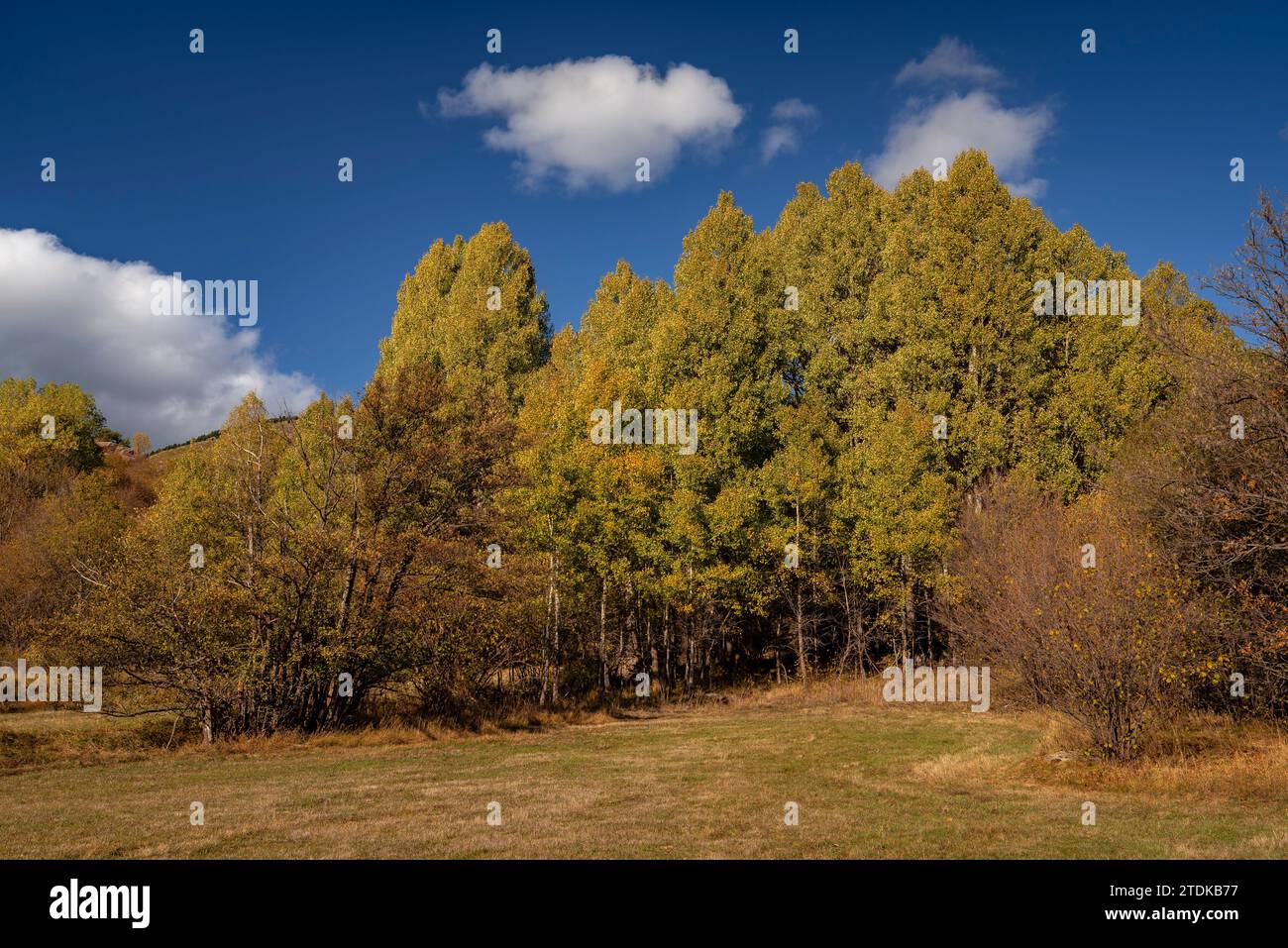 Targasonne Chaos, formato da blocchi di roccia tra la foresta con colori autunnali (Haute Cerdagne, Pyrénées-Orientales, Occitania, Francia) Foto Stock