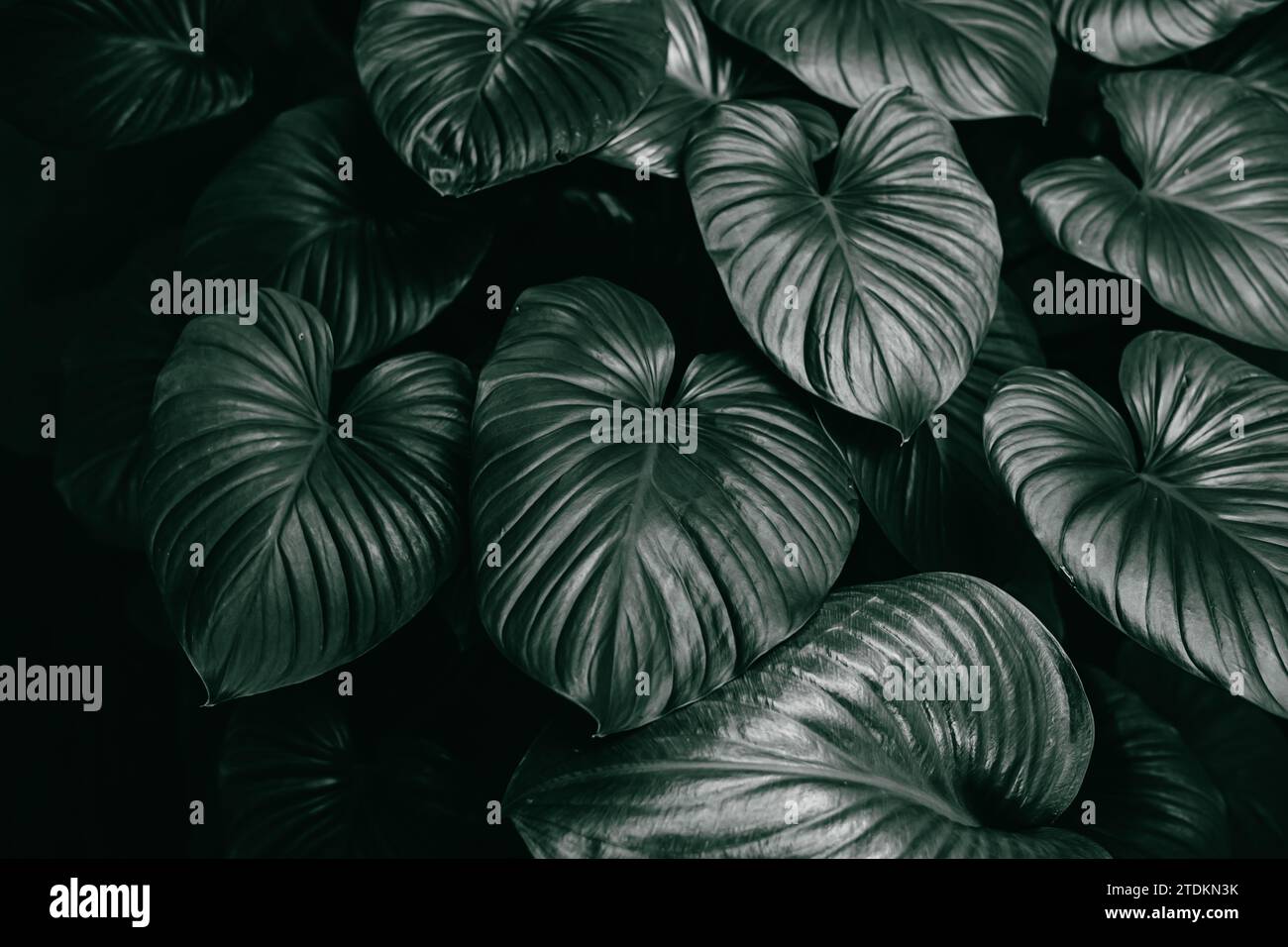 Foglie tropicali di verde scuro nella foresta profonda, decorazioni di foglie di piante della giungla per sfondo pubblicitario della natura Foto Stock