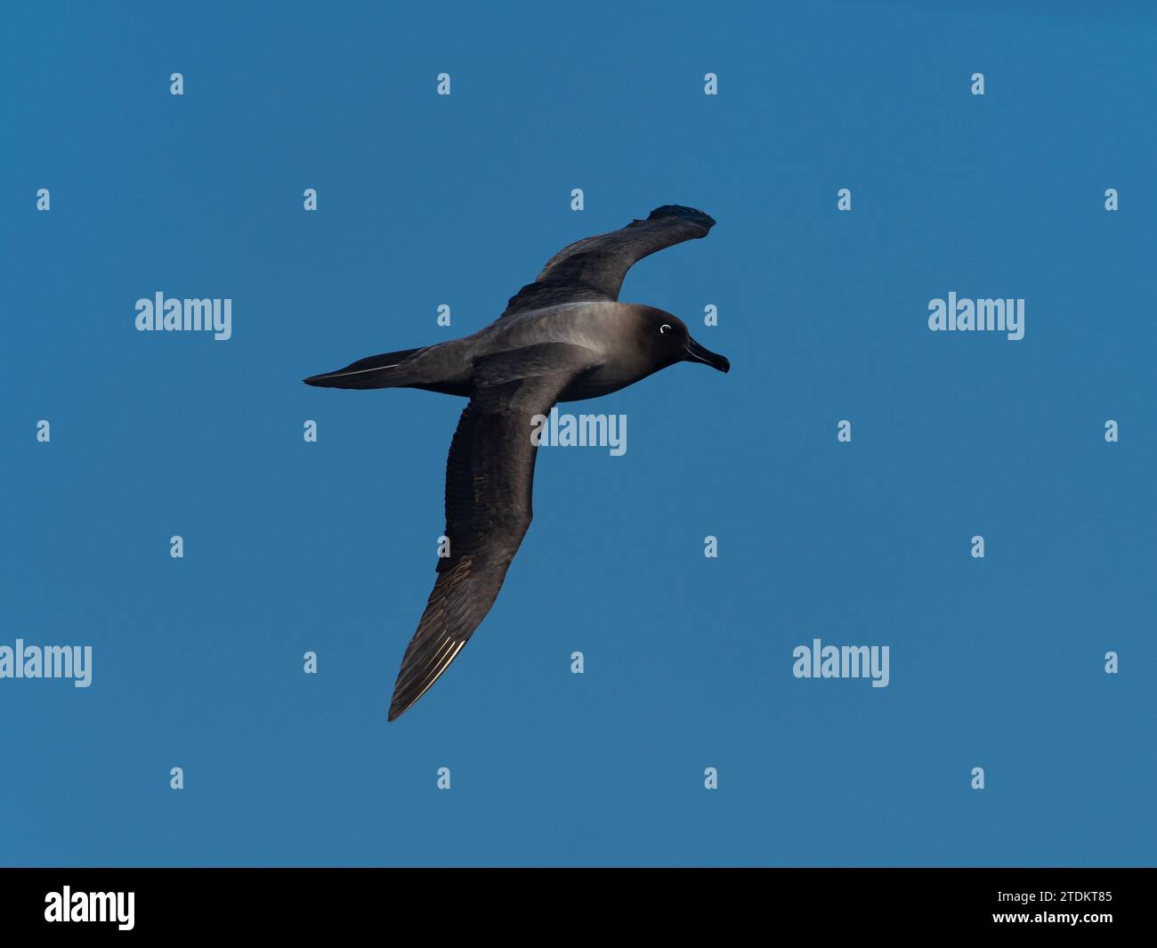 Albatro dalle maniche chiare, Phoebetria palpebrata, che scivola nel cielo blu sull'oceano al largo delle isole subantartiche della nuova Zelanda Foto Stock