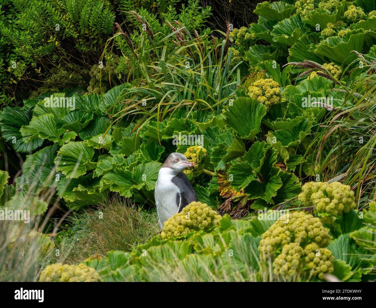 Pinguino dagli occhi gialli, antipodi Megadyptes, nelle megaerbe di Enderby Island, nuova Zelanda Foto Stock