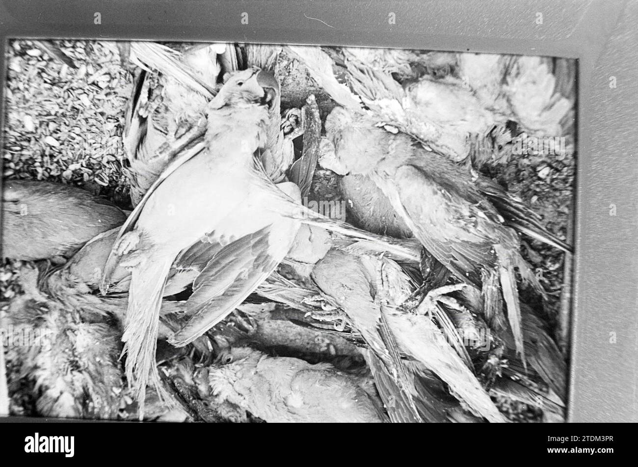 Dead Birds, Whizgle News from the Past, su misura per il futuro. Esplora le narrazioni storiche, l'immagine dell'agenzia olandese olandese con una prospettiva moderna, colmando il divario tra gli eventi di ieri e quelli di domani. Un viaggio senza tempo che delinea le storie che plasmano il nostro futuro Foto Stock Dead Birds, Whizgle News from the Past, su misura per il futuro. Esplora le narrazioni storiche, l'immagine dell'agenzia olandese olandese con una prospettiva moderna, colmando il divario tra gli eventi di ieri e quelli di domani. Un viaggio senza tempo che delinea le storie che plasmano il nostro futuro Foto Stock