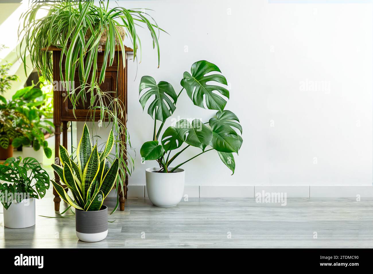 Varietà di piante da interno: Sansevieria, monstera, clorofito nella stanza con pareti luminose, giardino interno Foto Stock