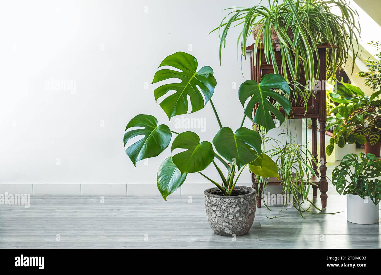 Monstera, clorofito e altre piante interne nella stanza con pareti luminose, giardino interno Foto Stock