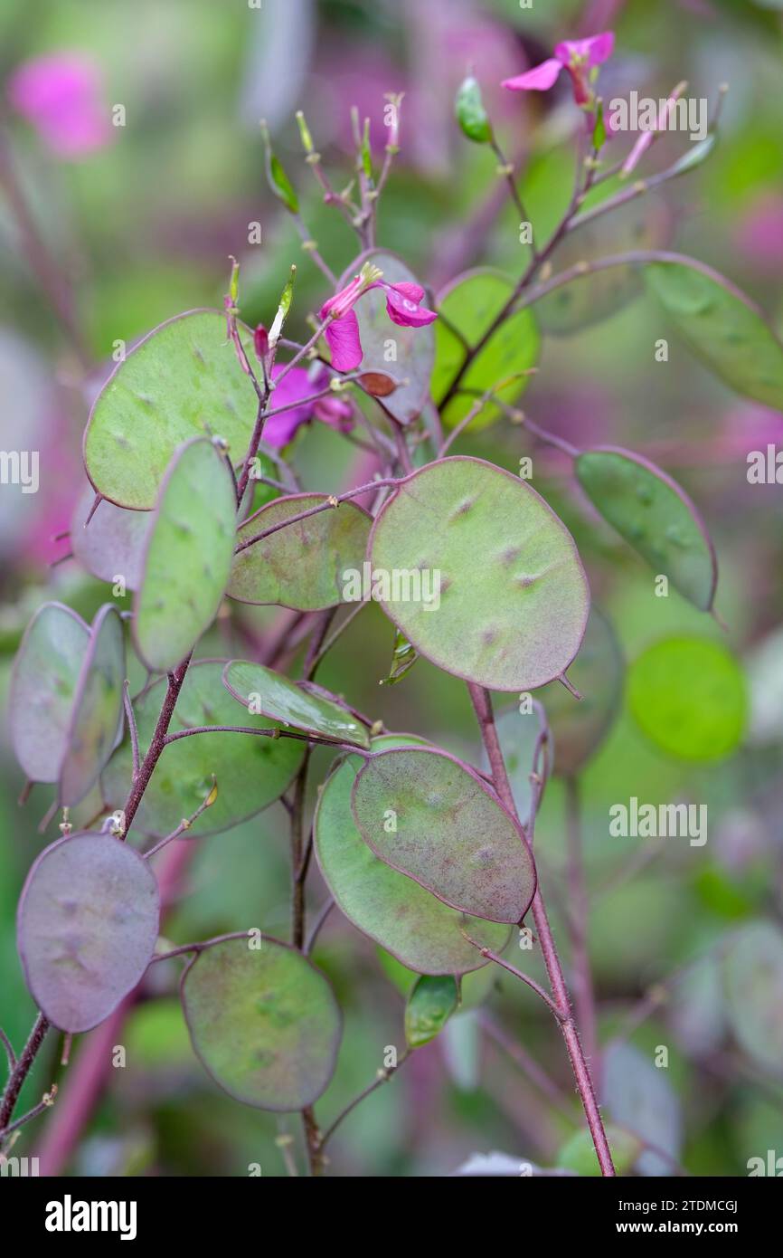 Lunaria annua Chedglow, Honesty Chedglow, gruppi di fiori rosa-viola, baccelli piatti e rotondi Foto Stock