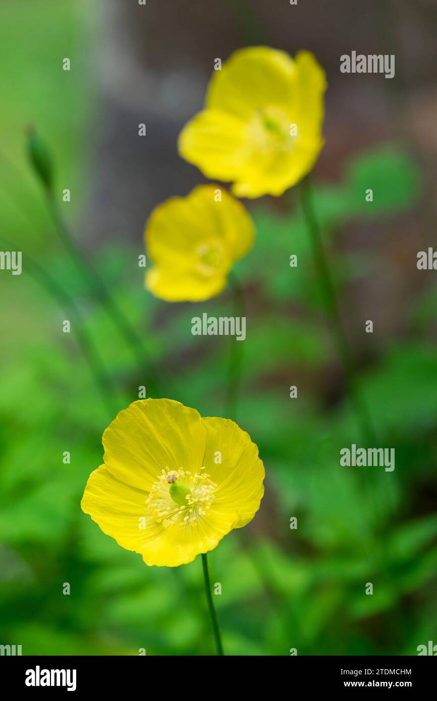 Papaver cambricum, Meconopsis cambrica, gallese a forma di ciotola di papavero, morbidi fiori gialli Foto Stock