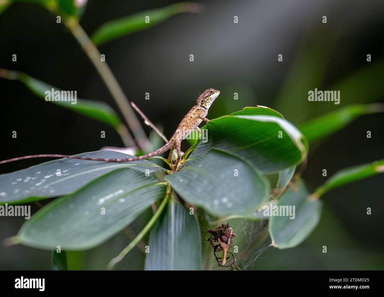 Scopri le meraviglie mimetiche del Kerala Wildlife Wonderland! Foto Stock