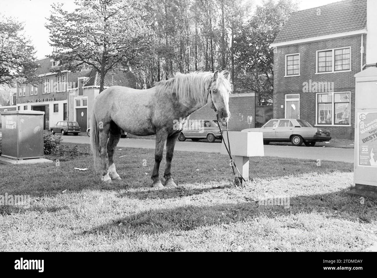 Cavallo legato nella riserva centrale di Parklaan Haarlem, Haarlem, Parklaan, Paesi Bassi, 11-10-1978, Whizgle News dal passato, su misura per il futuro. Esplora le narrazioni storiche, l'immagine dell'agenzia olandese olandese con una prospettiva moderna, colmando il divario tra gli eventi di ieri e quelli di domani. Un viaggio senza tempo che delinea le storie che plasmano il nostro futuro Foto Stock