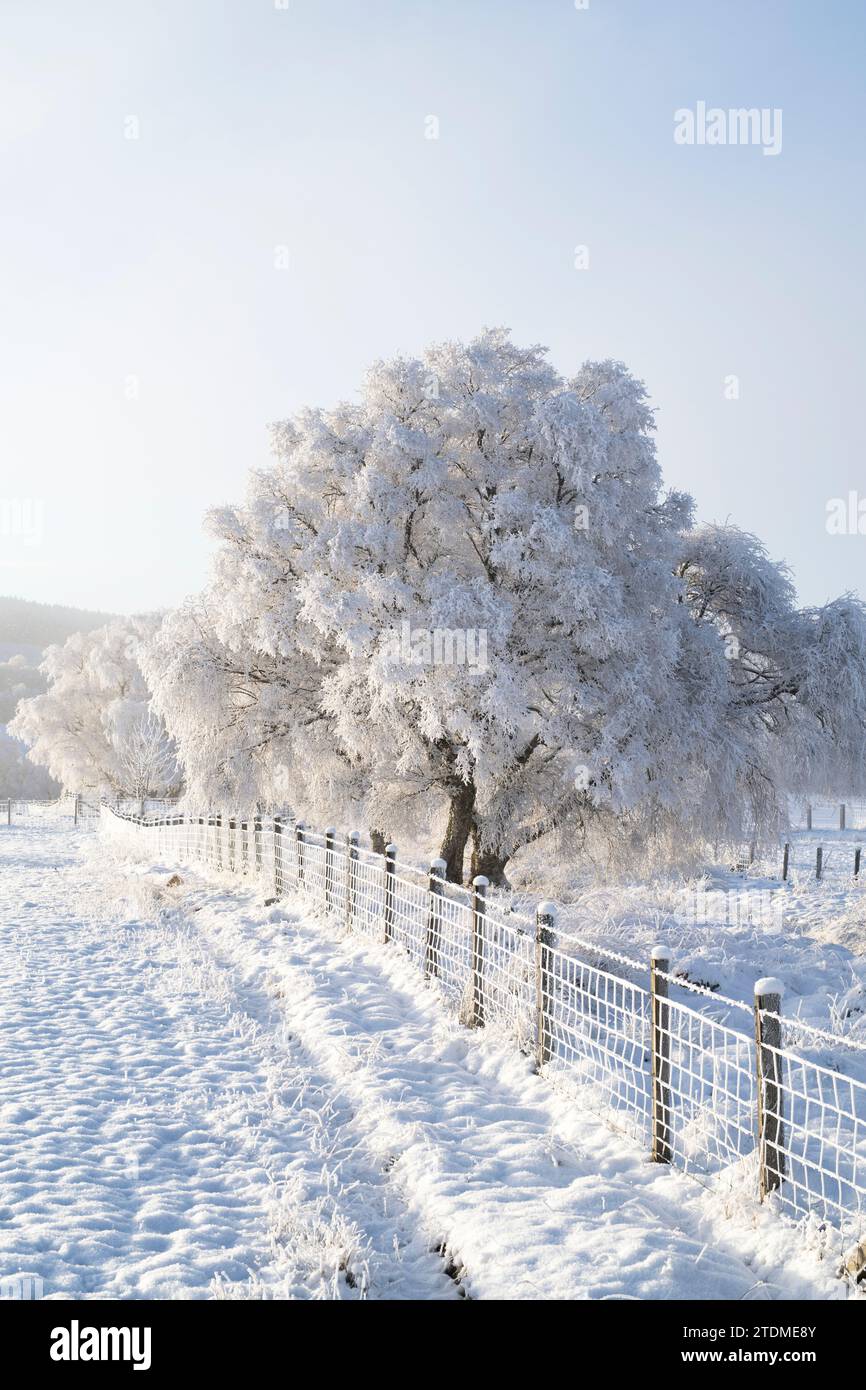 Dicembre nebbia, neve e brina su betulle d'argento nella campagna di Moray. Morayshire, Scozia Foto Stock