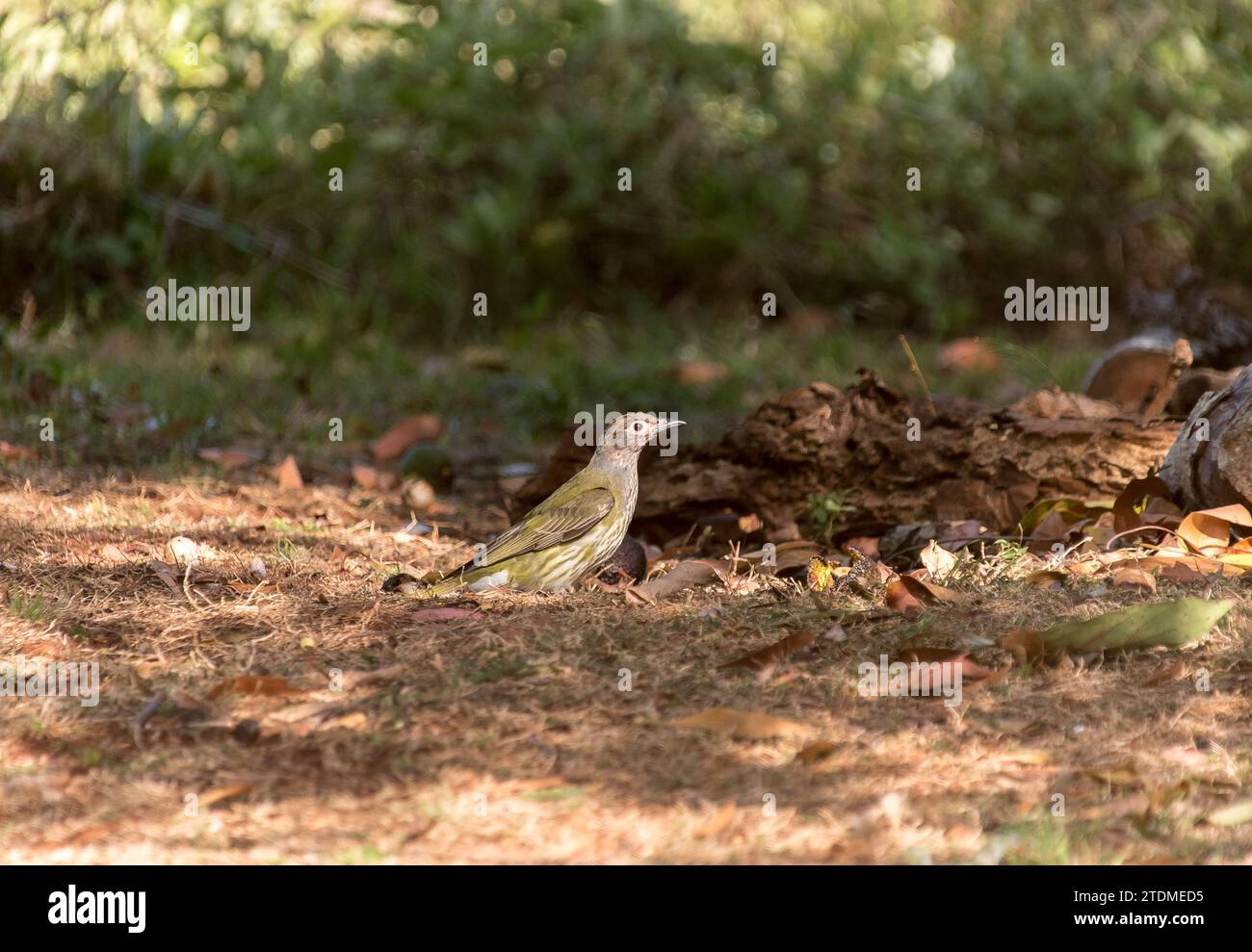 Giovane uccello fico australiano, Sphecotheres vieilloti, che cammina per terra nel Queensland rurale. Corpo verde oliva. primavera. Foto Stock