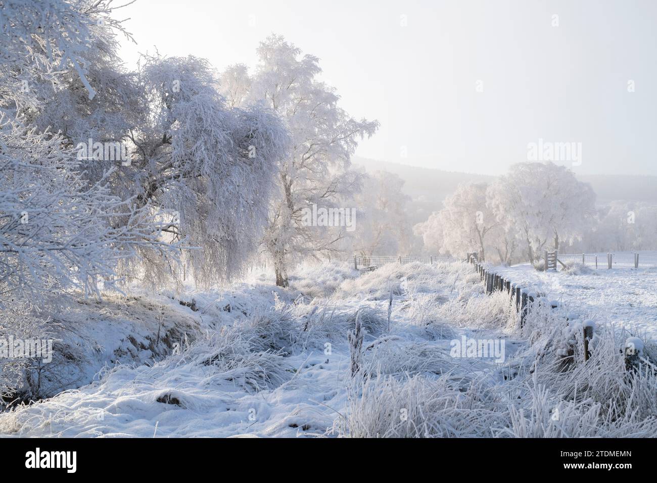 La neve, la nebbia e il brutto di dicembre si infrangono sugli alberi di betulla argentata nella campagna di Moray. Morayshire, Scozia Foto Stock