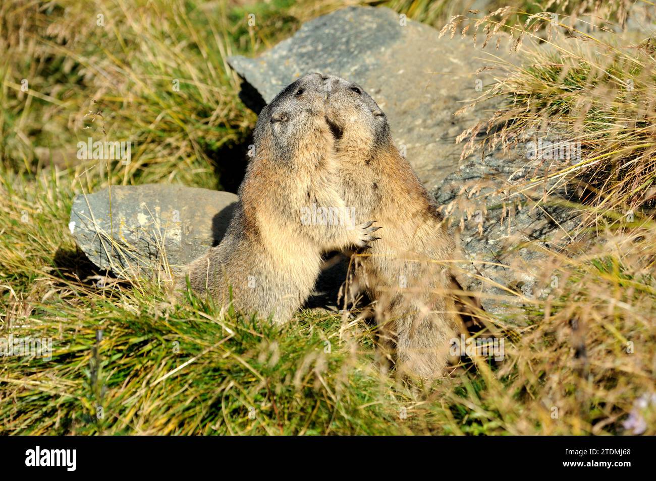 Alpenmurmeltier,echte Erhörnchen,Hörnchen,Erdhörnchen,Hörnchenverwandte,Mankei,Marmota,Murmeltier,Nager,Nagetier,Säugetiere,Tiere,Wildlebende Tiere,Wi Foto Stock