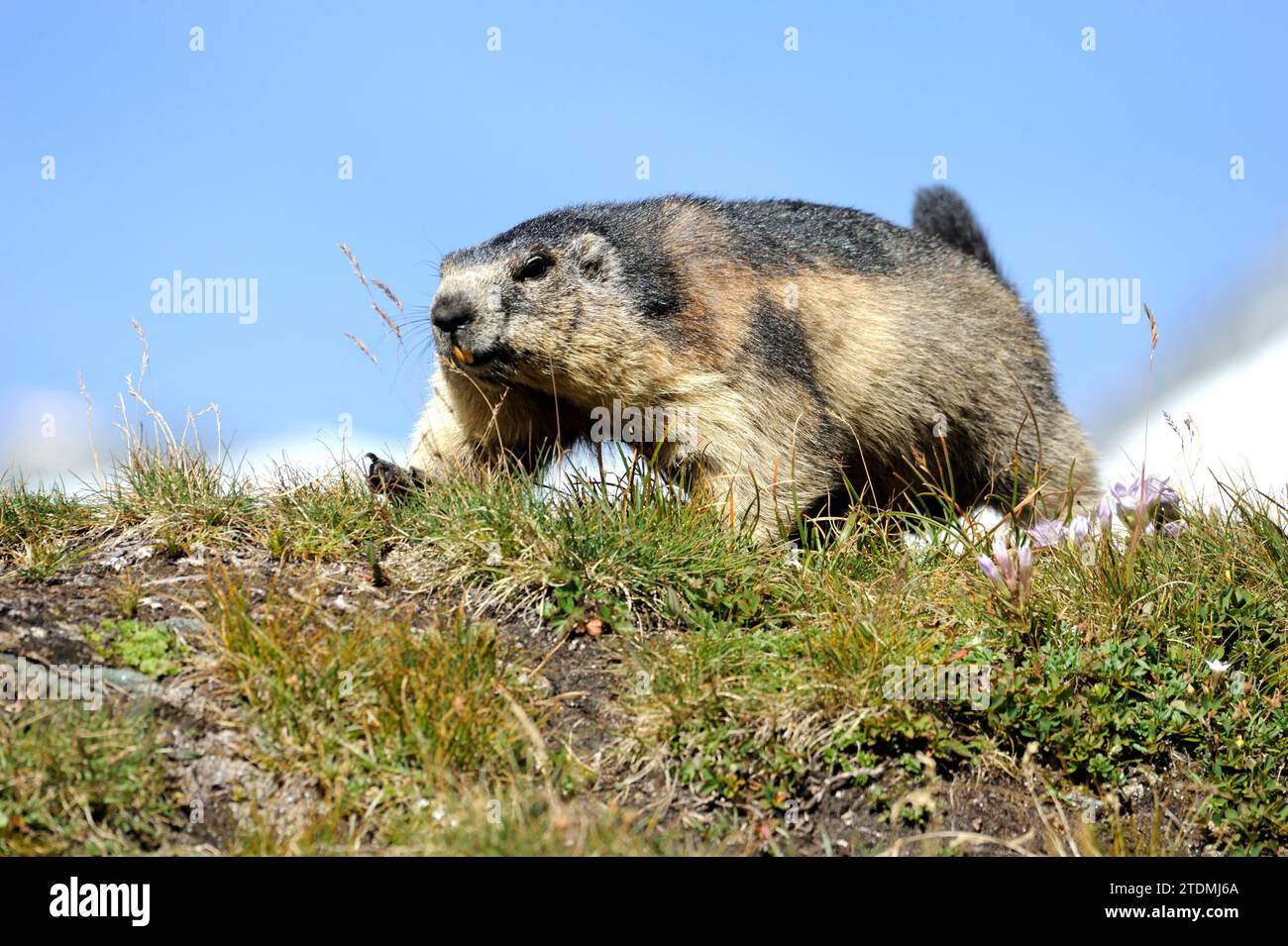 Alpenmurmeltier,echte Erhörnchen,Hörnchen,Erdhörnchen,Hörnchenverwandte,Mankei,Marmota,Murmeltier,Nager,Nagetier,Säugetiere,Tiere,Wildlebende Tiere,Wi Foto Stock