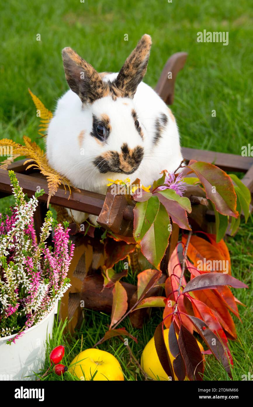 Kaninchen,Zwergschecke dreifarbig,Herbstdekoration,Herbstmotiv,Kalendermotiv,Postkartenmotiv,Tierhaltung,herbstlich,Herbstfarben,Stallkaninchen,Kaninc Foto Stock