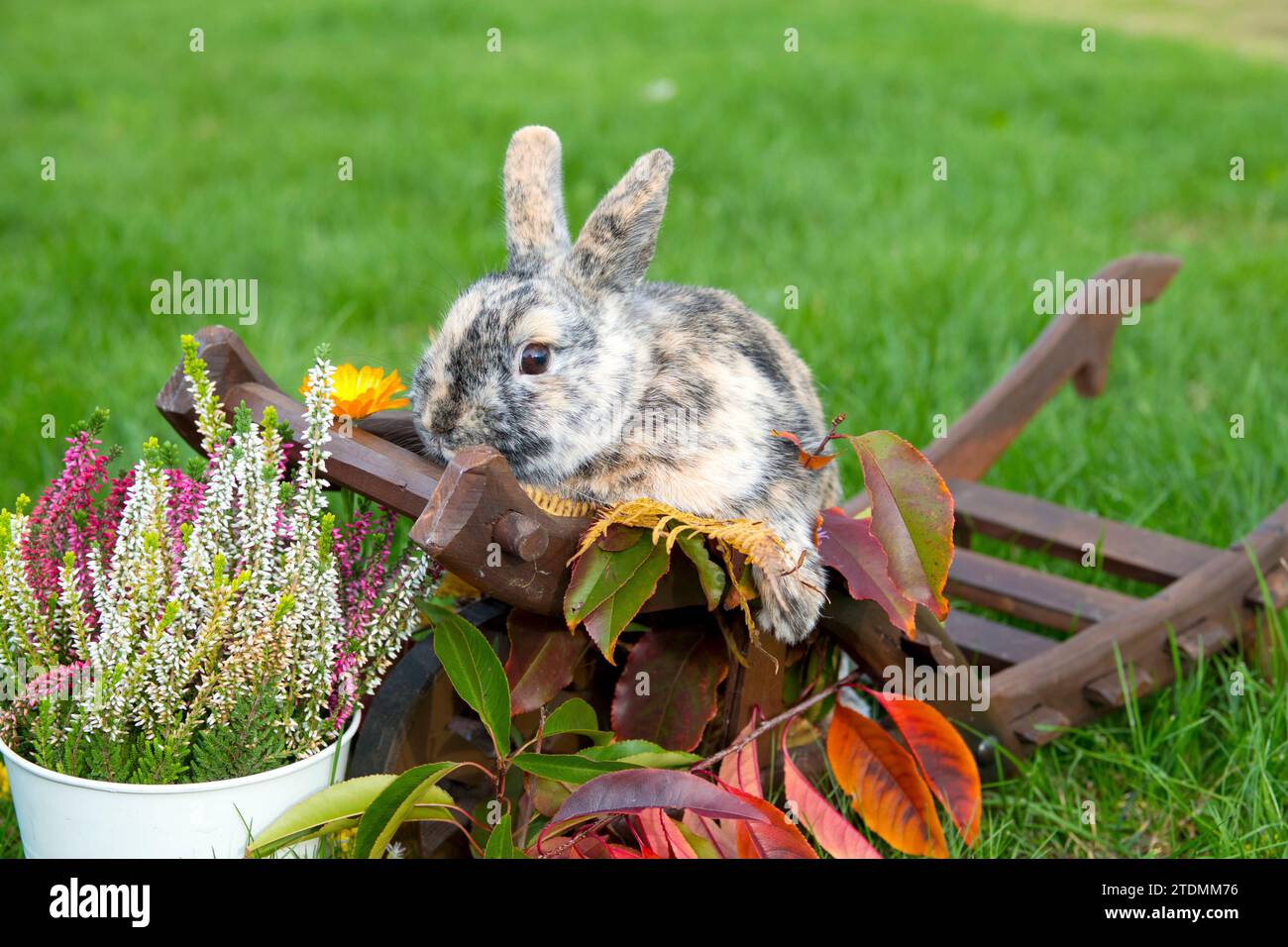 Zwergschecken dreifarbig,Zwergscheckendreifarbig,Herbstdekoration,Herbstmotiv,Kalendermotiv,Postkartenmotiv,Tierhaltung,herbstlich,Herbstfarben,Stallk Foto Stock