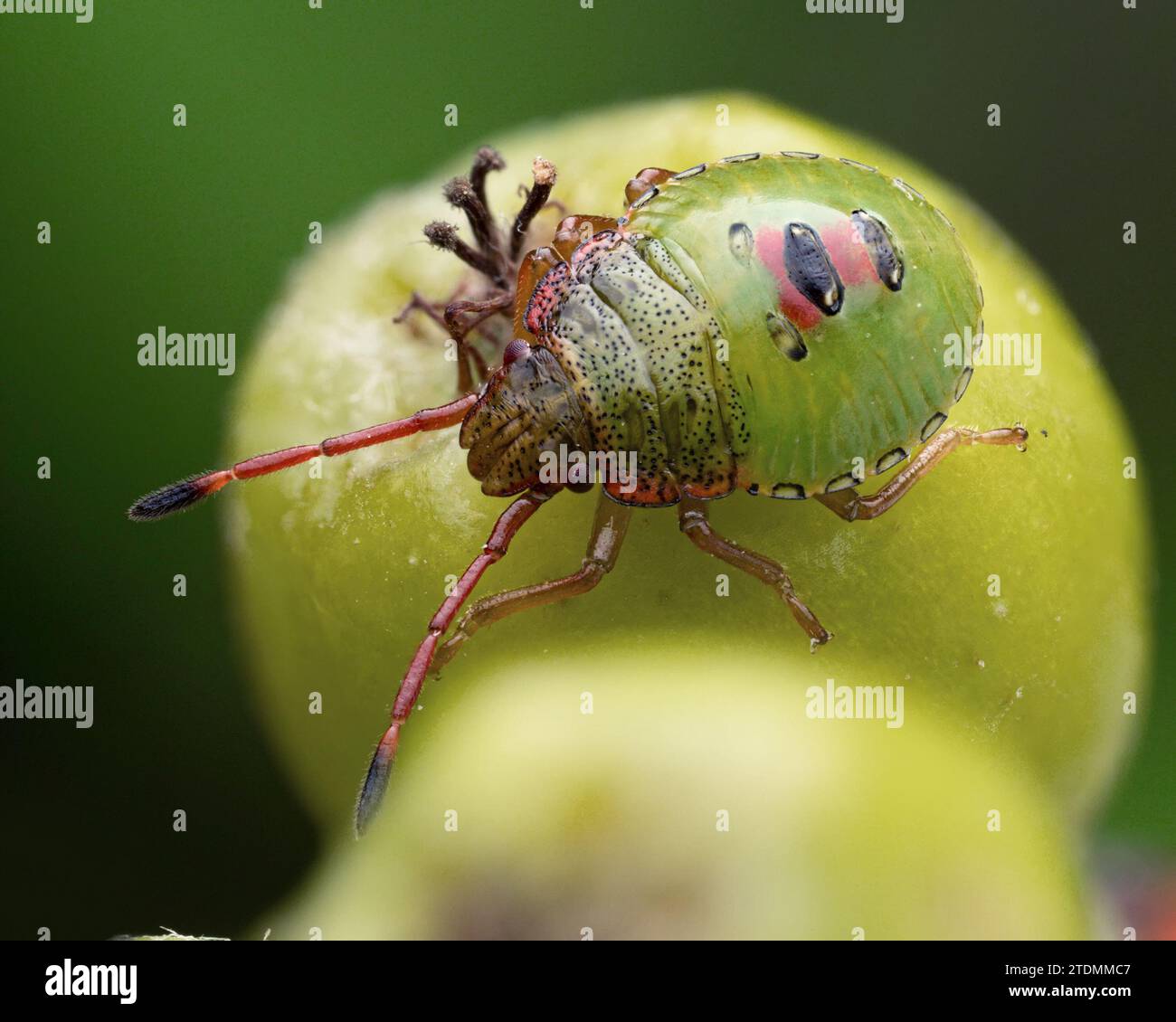 Hawthorn Shieldbug Ninfa (Acanthosoma haemorrhoidale) su bacche di biancospino. Tipperary, Irlanda Foto Stock