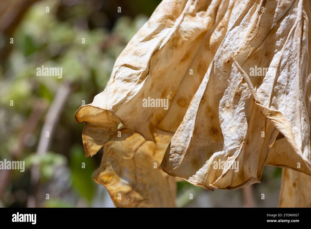 Foglia di una pianta secca che sembra tessuto. Trama. Foto Stock