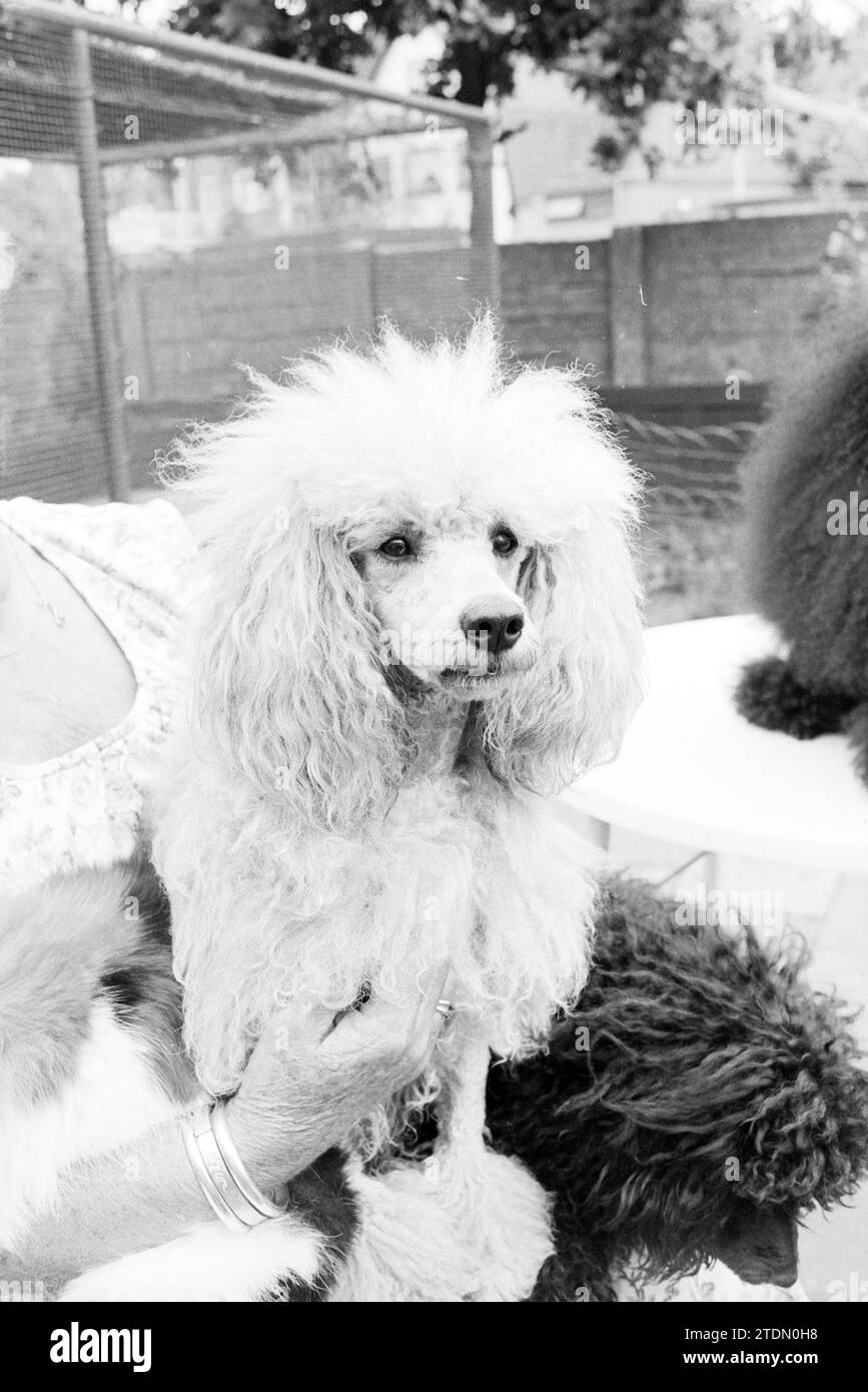 Signora Rijkeboer con gatti e barboncini, B'wijk, Animals, 19-07-1978, Whizgle News from the Past, su misura per il futuro. Esplora le narrazioni storiche, l'immagine dell'agenzia olandese olandese con una prospettiva moderna, colmando il divario tra gli eventi di ieri e quelli di domani. Un viaggio senza tempo che delinea le storie che plasmano il nostro futuro Foto Stock Signora Rijkeboer con gatti e barboncini, B'wijk, Animals, 19-07-1978, Whizgle News from the Past, su misura per il futuro. Esplora le narrazioni storiche, l'immagine dell'agenzia olandese olandese con una prospettiva moderna, colmando il divario tra gli eventi di ieri e quelli di domani. Un viaggio senza tempo che delinea le storie che plasmano il nostro futuro Foto Stock
