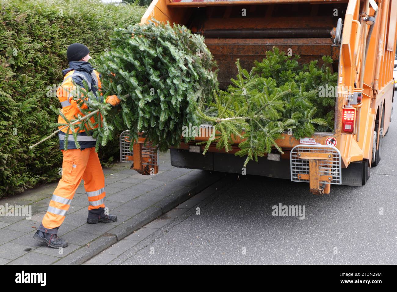 Feature Weihnachtsbaum Entsorgung - Der ausgediehnte Christbaum wird von der Müllabfuhr eingesammelt *** caratteristiche smaltimento dell'albero di Natale l'albero di Natale scartato viene raccolto dal servizio di raccolta rifiuti Foto Stock