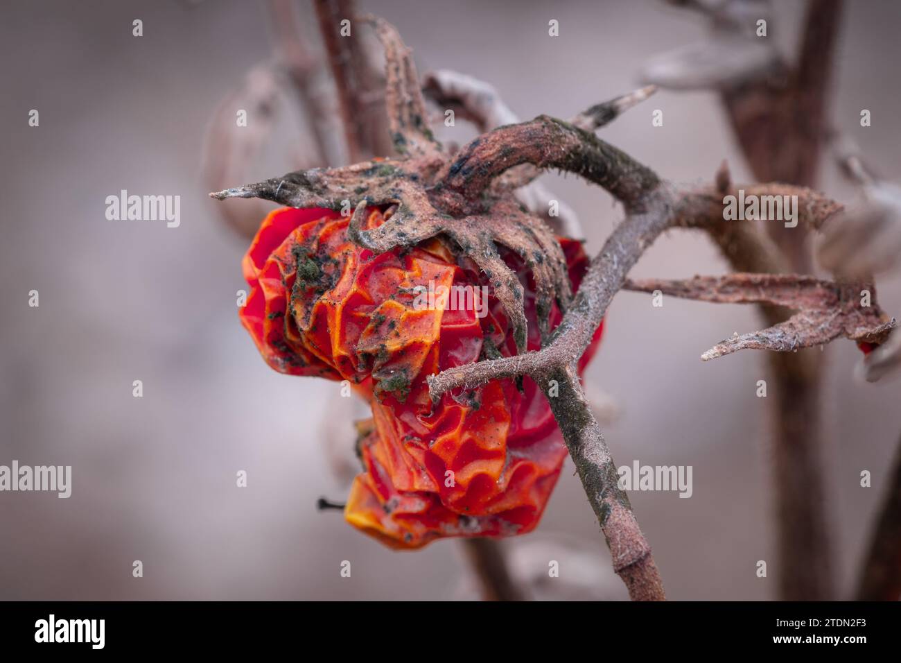 pomodori maturi che rimangono sulla vite dopo la data di raccolta, stropicciati ed essiccati Foto Stock