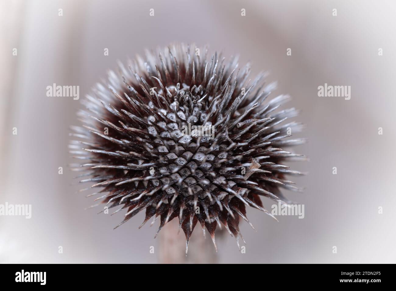 Testa di seme di Thistle in primo piano con macinato posteriore sfocato Foto Stock