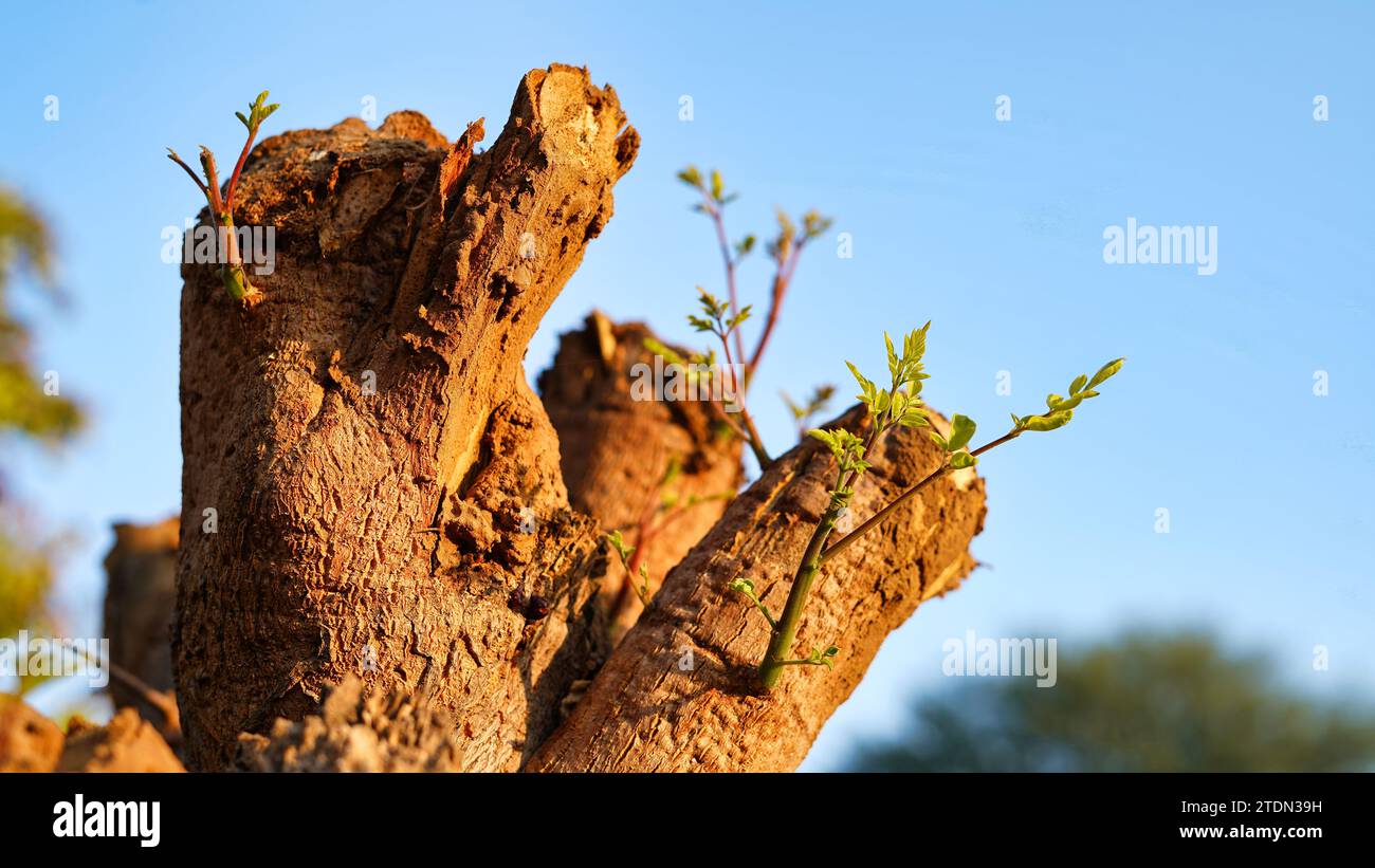 Giovani alberelli che emergono da vecchi rami di alberi di moringa. Concetto di ricrescita ecologica e sostenibile Foto Stock