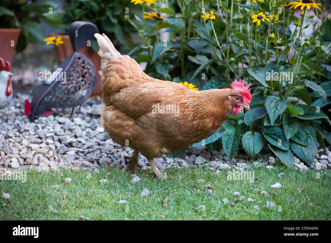 Una gallina di salvataggio in un giardino con ornamenti di pollo dietro di essa Foto Stock