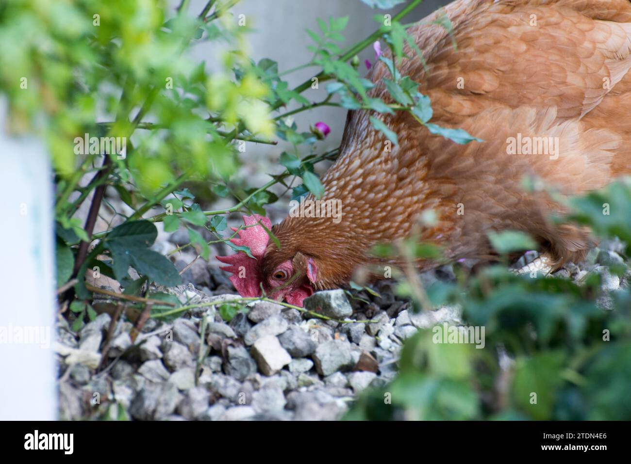 Un animale domestico che recupera la gallina per il cibo in giardino Foto Stock