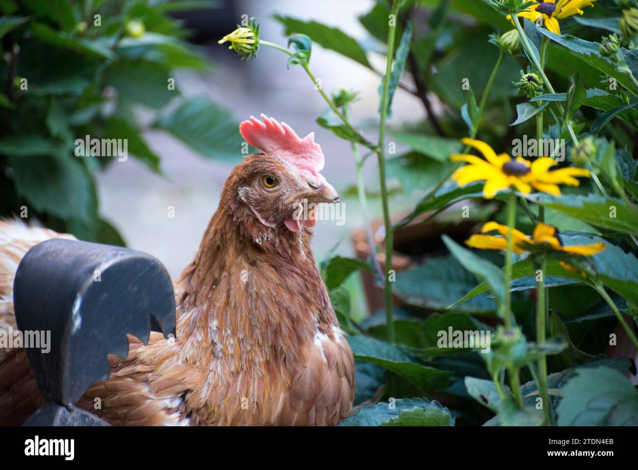 Una gallina di salvataggio in piedi tra i fiori Foto Stock