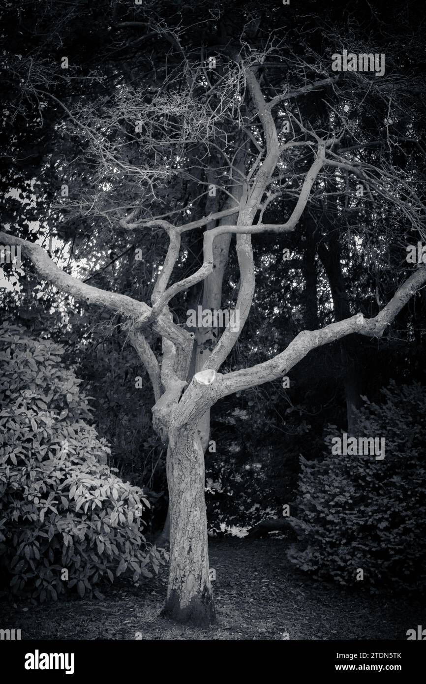 Strano albero di forma Foto Stock