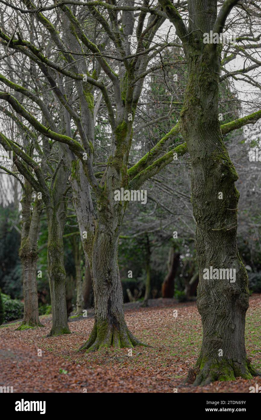 Quattro alberi in tandem Foto Stock