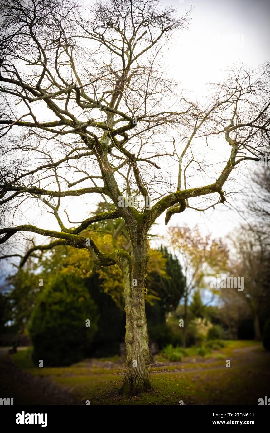 Singolo albero nel parco Foto Stock