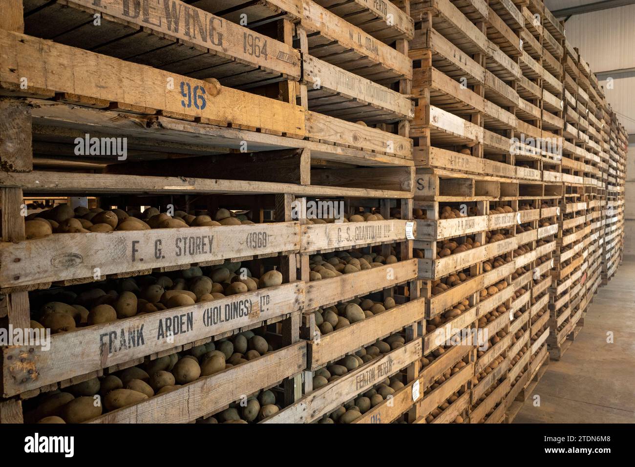 Scatole di patate da semina Foto Stock