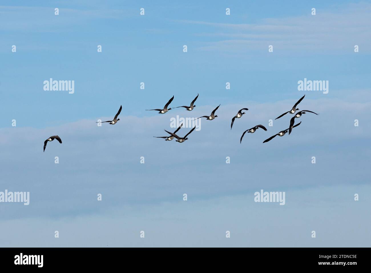 Oche del Canada (Branta canadensis) in volo, gregge di uccelli, Cuckmere Haven, Seven Sisters, East Sussex, Inghilterra, Gran Bretagna Foto Stock