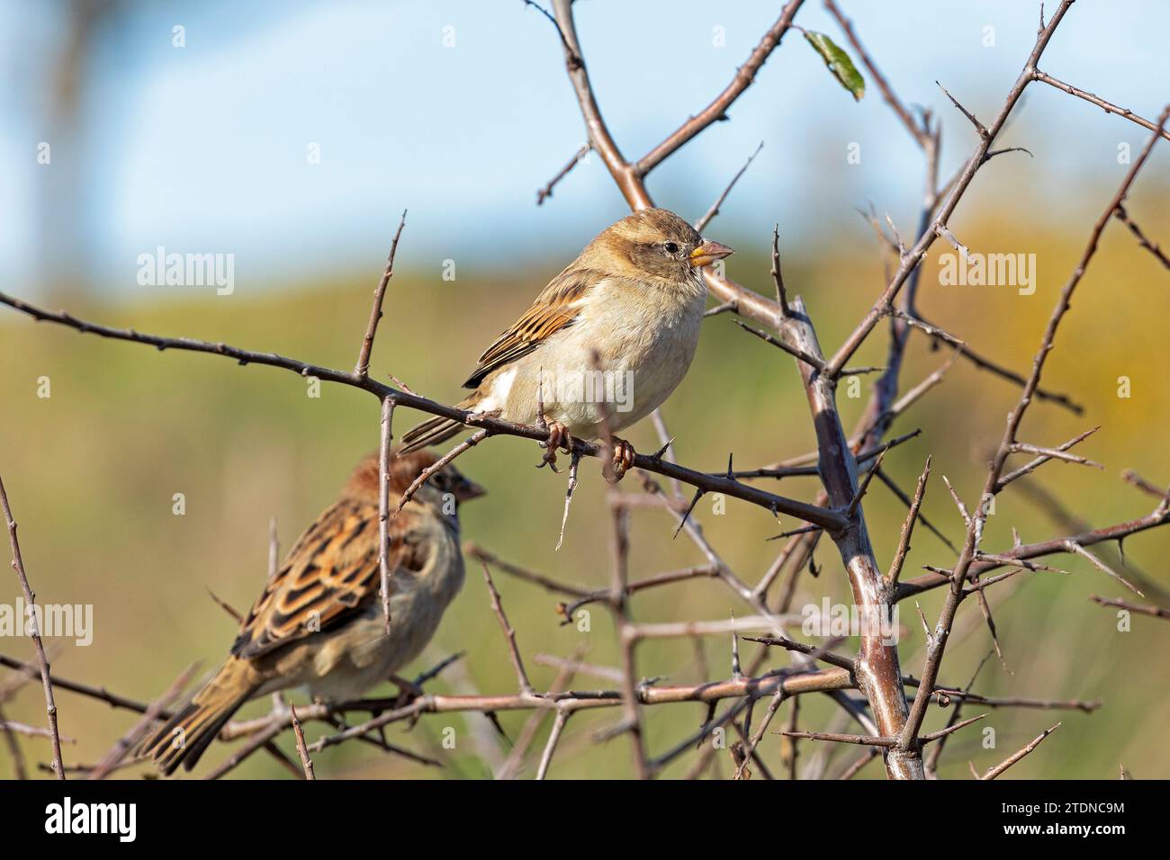 Sparrows, Cuckmere Haven, Seven Sisters, East Sussex, Inghilterra, gran Bretagna Foto Stock