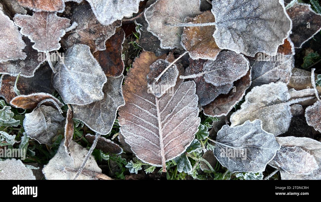 consistenza di foglie di albero congelate nell'erba Foto Stock