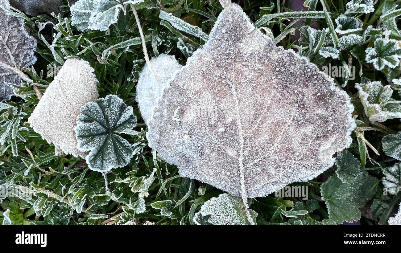 consistenza di foglie di albero congelate nell'erba Foto Stock
