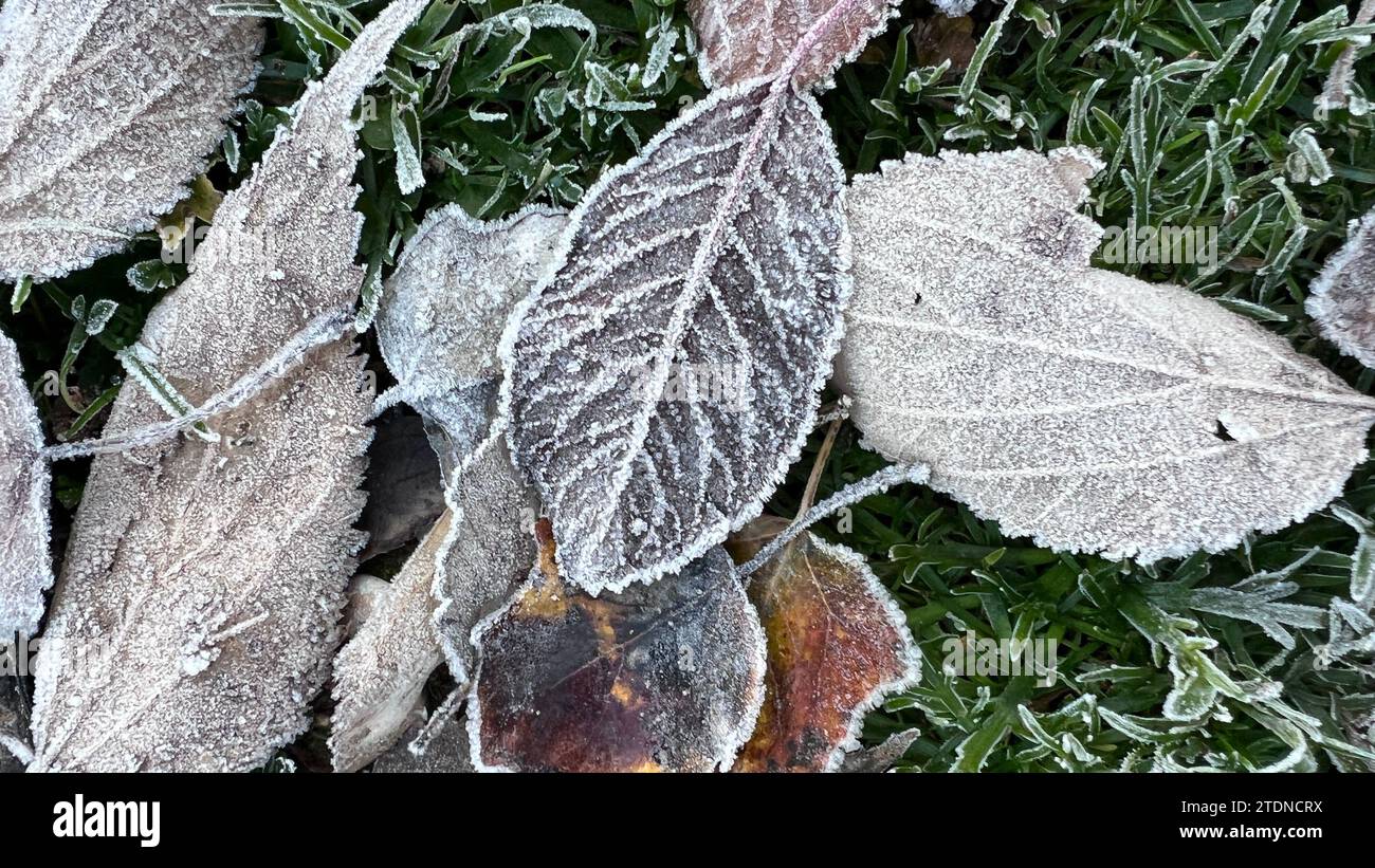 consistenza di foglie di albero congelate nell'erba Foto Stock