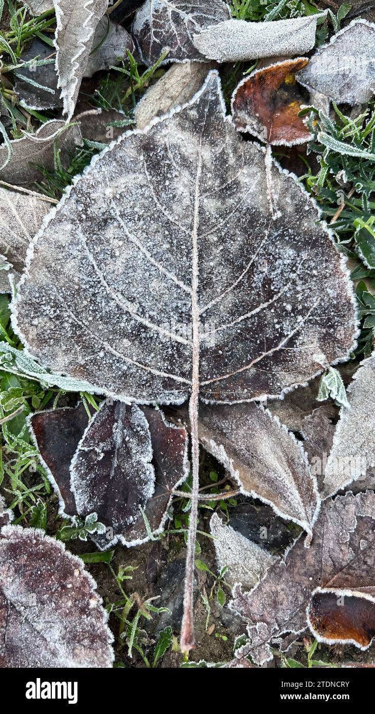 consistenza di foglie di albero congelate nell'erba Foto Stock