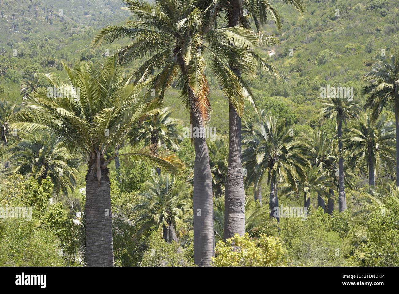 Parque Nacional La Campana Immagini E Fotografie Stock Ad Alta parque-nacional-la-campana-immagini-e-fotografie-stock-ad-alta
