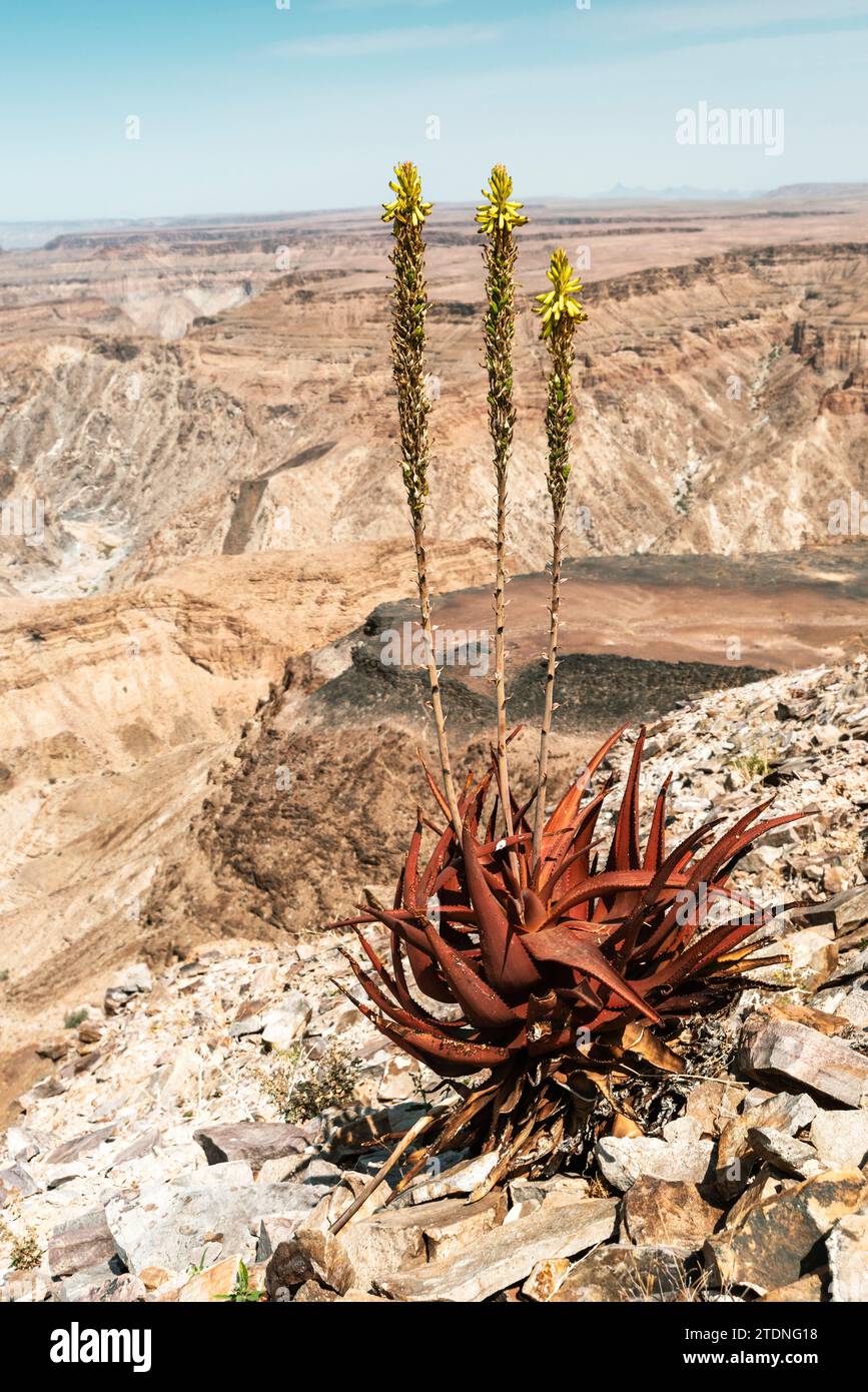 Lunghi germogli gialli di piante di aloe che crescono sul bordo roccioso del Fish River Canyon in Namibia Foto Stock
